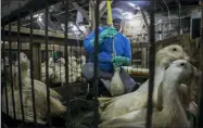  ?? BEBETO MATTHEWS — THE ASSOCIATED PRESS ?? Moulard ducks, a hybrid white farm Peking duck and a South American Muscovy duck, are caged and force-fed at Hudson Valley Foie Gras duck farm in Ferndale, N.Y., to fatten their livers to produce foie gras.