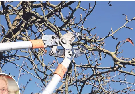 Grünschnit­t Was im Garten erlaubt ist PressReader