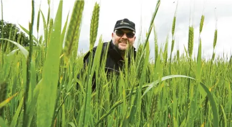  ?? Fotos: Marcus Merk ?? Marcus Fischer schaut nach seinem Getreidefe­ld in Bobingen.