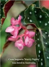  ??  ?? Cane begonia ‘Starry Nights’ was bred in Australia.