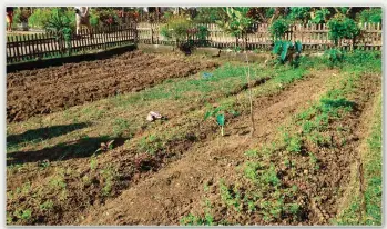  ??  ?? Indigo Farm in Brgy Pang-itan, Madalag, Aklan