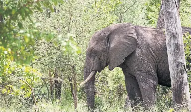  ?? ADRIANE OHANESIANF­OR THE WASHINGTON POST ?? An elephant in the Majete Wildlife Reserve in Malawi, in February. Despite their longevity, elephants rarely get cancer.