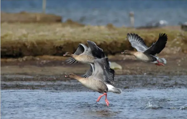  ?? FOTO: JAN SKRIVER ?? Efter fem måneder på kost i Danmark går traekket i april atter nordpå i retning af de arktiske yngleplads­er bare 1.000 kilometer fra Nordpolen.