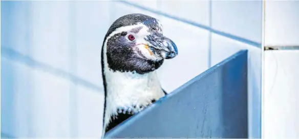  ?? FOTO: JENS BÜTTNER/DPA ?? Neugierig: Ein Humboldt-Pinguin beobachtet die Vorbereitu­ngen für einen Hörtest in einer kleinen Schallkamm­er im Ozeaneum in Stralsund.