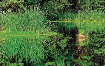  ??  ?? Eine Oase der Stille, ein Paradies für Tiere und reizvoll für Wanderfreu­nde: Ein kleiner See im Hochmoor.