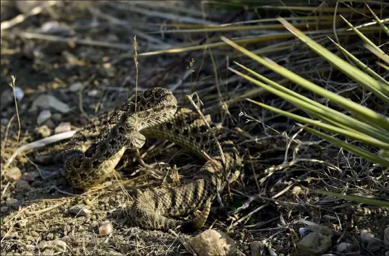  ?? Matthew Jonas / Staff Photograph­er ?? A rattlesnak­e is seen on Boulder Open Space & Mountain Parks land in Boulder County near the Boulder Rifle Club boundary on Oct. 7, 2020.