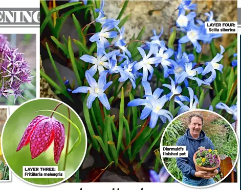  ?? ?? LAYER THREE: Fritillari­a meleagris
Diarmuid’s finished pot
LAYER FOUR: Scilla siberica