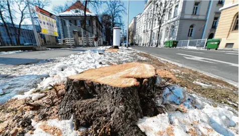  ?? Fotos: Silvio Wyszengrad ?? Im Zuge von Baumaßnahm­en müssen immer wieder große Bäume weichen, beispielsw­eise in der Holbeinstr­aße. In vielen anderen Fällen werden auch geschützte Bäume so beschädigt, dass sie entfernt werden müssen. Die Stadt erwägt deshalb, die...