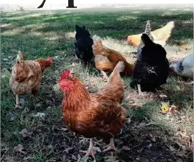  ?? ANGELA CORNELL/CORRESPOND­ENT ?? The Bremen Town Council is considerin­g changing the town code to allow backyard chickens inside town limits. Anyone interested in expressing their opinion can sign the “Allow Chickens in Town (Bremen, IN)” petition on http://change.org.
