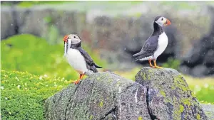  ??  ?? “It was a bit wet for us folk on the Isle of May the other day,” says Eric Niven, “but that didn’t bother the puffins at all, especially the one with the king-sized sprat. Maybe the other one was a wee bit jealous.”