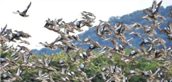  ?? SINAC PARA LN ?? Bandadas de patos provenient­es de Canadá y Estados Unidos ya empezaron a llenar los paisajes de la Reserva Biológica Lomas de Barbudal en Bagaces, Guanacaste. La mayoría son de la especie zarceta aliazul (Anas discors) y pato canadiense (Spatula discors).