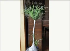  ?? LEE REICH VIA AP ?? A ponytail palm is shown in New Paltz, NY. Cutting back the single stem of this plant to prevent it from growing too tall has coaxed it to send new stems all along the remaining trunk.