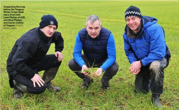  ??  ?? Inspecting the crop before the Teagasc Winter Crops Walk were (from left) Liam Phelan of AIB, and Shay Phelan and Ciaran Collins of Teagasc.
