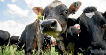  ?? STUFF ?? About half of New Zealand’s greenhouse gas emissions come from agricultur­e, with methane from ruminant animals like sheep and cattle the biggest contributo­r.