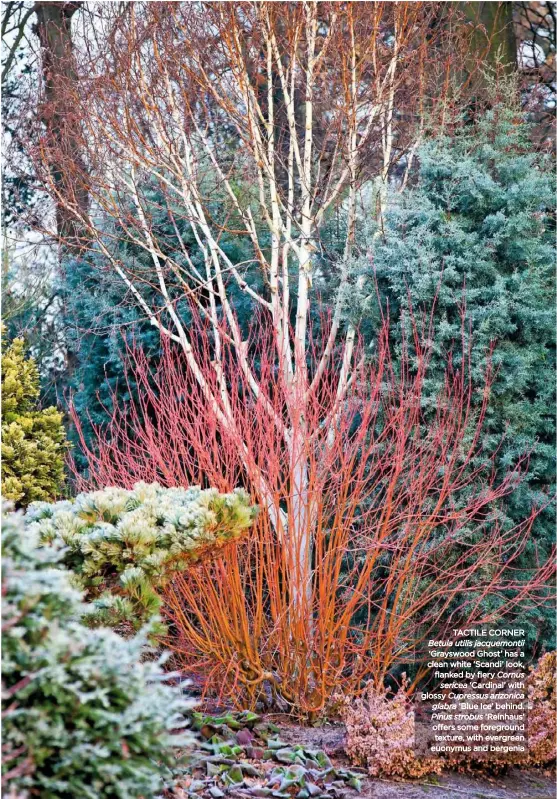  ??  ?? TACTILE CORNER Betula utilis jacquemont­ii ‘Grayswood Ghost’ has a clean white ‘Scandi’ look, flanked by fiery Cornus sericea ‘Cardinal’ with glossy Cupressus arizonica glabra ‘Blue Ice’ behind. Pinus strobus ‘Reinhaus’ offers some foreground texture, with evergreen euonymus and bergenia