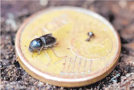  ?? FOTO: DPA ?? Er ist klein, kann aber große Schäden verursache­n: der Borkenkäfe­r.