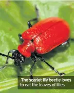  ??  ?? The scarlet lily beetle loves to eat the leaves of lilies