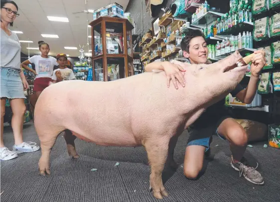  ?? Picture: RICHARD GOSLING ?? Wilma the pig, pictured with Archie O'Sullivan, 14, weighs 140kg and loves to eat ice cream.