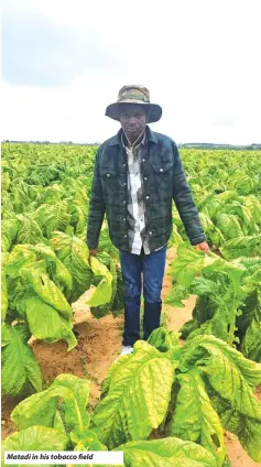  ?? ?? Matadi in his tobacco field