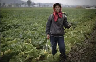  ??  ?? Jo Myong Sim, 42, a farmer who has worked at the Chilgol vegetable farm on the outskirts of Pyongyang for 15 years, pauses while spraying fertilizer on cabbage crops which will be harvested and used to make kimchi. Her motto: “Family togetherne­ss.”