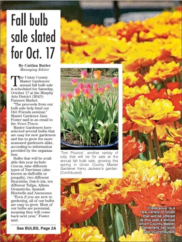  ??  ?? ‘Cretaceous’ is a new variety of tulips that will be offered at this year’s annual Union County Master Gardeners’ fall bulb sale. (Contribute­d)