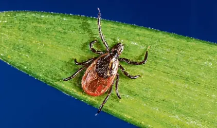  ?? James Gathany/Centers for Disease Control ?? Deer ticks are responsibl­e for transmitti­ng several diseases to humans, including Lyme disease.