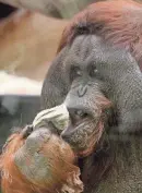  ?? C.T. KRUGER/NOW NEWS GROUP ?? Tommy, an orangutan at the Milwaukee County Zoo, drinks juice from a rag in May 2018.