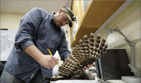  ?? TED S. WARREN ?? In this photo taken in the early morning hours of Oct. 24, 2018, wildlife technician Jordan Hazan records data in a lab in Corvallis, Ore., from a male barred owl he shot earlier in the night.