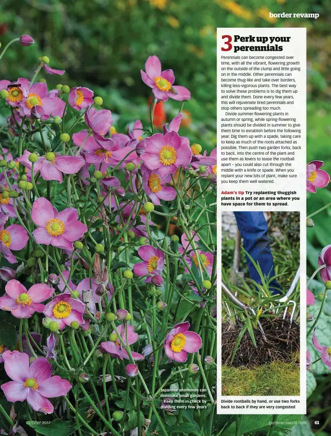  ??  ?? October 2017 Japanese anemones can dominate small gardens. Keep them in check by dividing every few years Divide rootballs by hand, or use two forks back to back if they are very congested