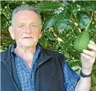  ??  ?? Far North avocado farmer Graeme Burgess is gutted after being the victim of thieves.