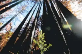  ?? Luis Sinco Los Angeles Times ?? REDWOOD saplings shoot up in a grove that was burned by the CZU August Lightning Complex f ire. Officials in the region are now bracing for debris f lows.