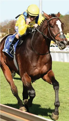  ??  ?? DISAPPOINT­ING. Yorker has not adapted well in Dubai and will be transfered to Mike de Kock's Newmarket stable in the UK.