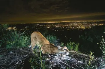  ?? NATIONAL PARK SERVICE 2016 ?? An adult female mountain lion rubs against a log in the Verdugo Mountains north of Los Angeles.