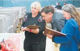  ?? ?? From left, Bindy Gummer, Dargaville, Ian Duker and Sarah Wright, both from Foxton, judging at the Whangarei Poultry and Pigeon Club Show in 2018.