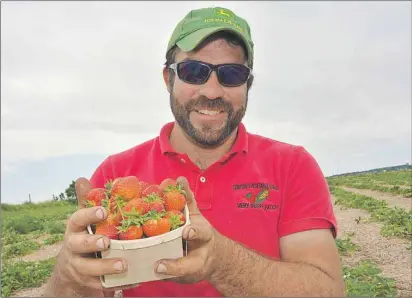  ?? NANCY MACPHEE/TC MEDIA ?? Matt Compton, who, along with his family, owns and operates Compton’s Very Berry Patch, shows off some of the strawberri­es from his field off the Dekker Road on the outskirts of Summerside. He hopes to have pickers in the field Monday.