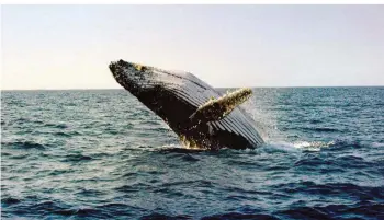  ?? FOTO: SWR ?? „Breaching“wird das Herausspri­ngen der Buckelwale aus dem Wasser genannt. Das Verhalten tritt vor allem während der Paarungsze­it auf und ist ein beeindruck­endes Spektakel für alle Beobachter.