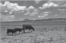  ?? PHOTOS BY VIDA VOLKERT GALLUP INDEPENDEN­T FILE PHOTOS ?? LEFT: Cattle graze in arid land earlier this year in Casamero Lake. The proposed Senate bill states that the current beef labeling system in the United States allows imported beef that is neither born nor raised in the United States, but simply finished in the U.S., to be labeled as a U.S. product.