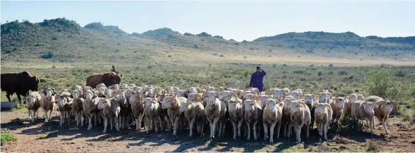  ??  ?? Me. Juanita Bellingan, bestuurder van die plaas Kruidfonte­in, 50 km van Murraysbur­g, bestuur nie uit die bakkie of kantoor nie. Sy help skape bymekaarma­ak en werk saam met die plaaswerke­rs in die kraal. So hoor sy wat hulle pla en kan hulle as ’n span oplossings uitwerk.