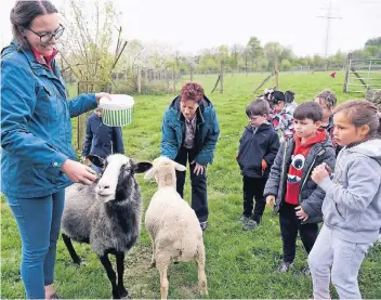  ??  ?? Patin Lena Niemann (li.), Regina Henf und die Kinder vom Ferienproj­ekt füttern im Naturschut­zzentrum Bruchhause­n die Schafe Oscar (li.) und Jupp.