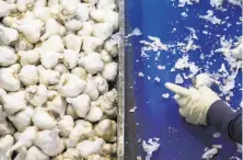  ?? Jessica Christian / The Chronicle 2019 ?? Workers handsort bulbs of garlic as they pass on a conveyor belt at the Christophe­r Ranch production facility in Gilroy.