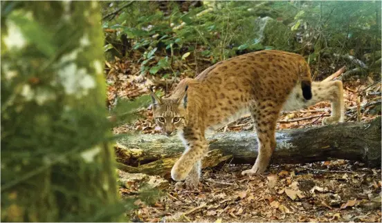  ??  ?? Above: Eurasian lynx are solitary creatures that favour dense wooded habitats. Below: nestboxes are monitored by the zoo’s native species team.