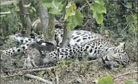  ?? Wildlife Trust of India ?? A LEOPARD is trapped in India’s Karnataka state. Food shortages and declines in law enforcemen­t during coronaviru­s shutdowns are driving illegal hunting.