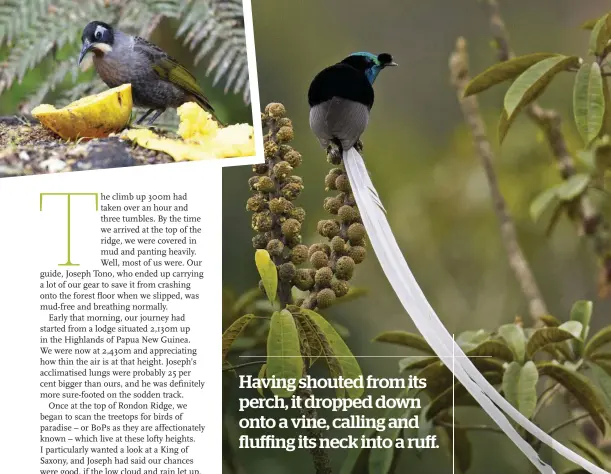  ??  ?? Above: used to impress during courtship displays, the tail feathers of the male ribbontail­ed astrapia can be three times the length of its body. Top left: Belford’s melidectes (or honeyeater) is just one species happy to take advantage of the fruit on offer at Kumul Lodge in Enga Province.