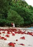  ?? Foto: dpa ?? Auf der Weihnachts­insel wandern gerade lauter Krabben aus den Wäldern zum Strand. Was sie dort machen, erfährst du heute auf Capito.