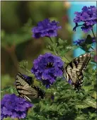  ?? ?? Superbena Cobalt verbena is prolific at attracting pollinator­s.