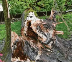  ?? Foto: Silvio Wyszengrad ?? So sah der umgestürzt­e Ahorn nach dem Unfall auf einem Spielplatz in Oberhausen aus.