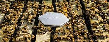  ??  ?? Nectar, une start-up qui veut à aider les apiculteur­s à mieux comprendre le comporteme­nt des abeilles, a déjà installé dix ruches munies de capteurs à Montréal avec le QI.