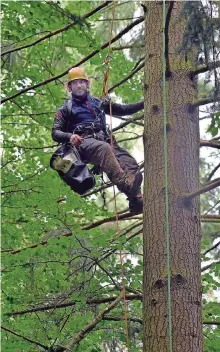  ??  ?? Hoch hinaus, aber gut gesichert, klettert Christoph Schaab im Wald bei Waldrach in einer Douglasie. Dort pflückt er die Zapfen.