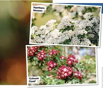  ?? ?? Hawthorn blossom ‘Crimson
Cloud’