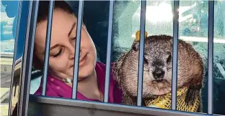  ?? Joseph Villanova/Hearst Connecticu­t Media ?? Chuckles XI, the state’s official groundhog, sits in police car Thursday, after being “arrested” for defrauding the public with his weather prediction­s.